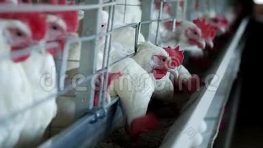 家禽养殖场，饲养鸡和蛋，鸡啄饲料，特写，工厂母鸡，牧场
